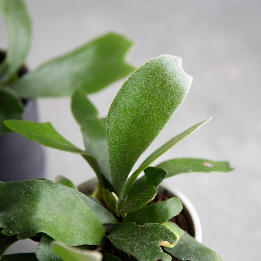 ビカクシダ・ネザーランドS / Platycerium bifurcatum 'Netherlands