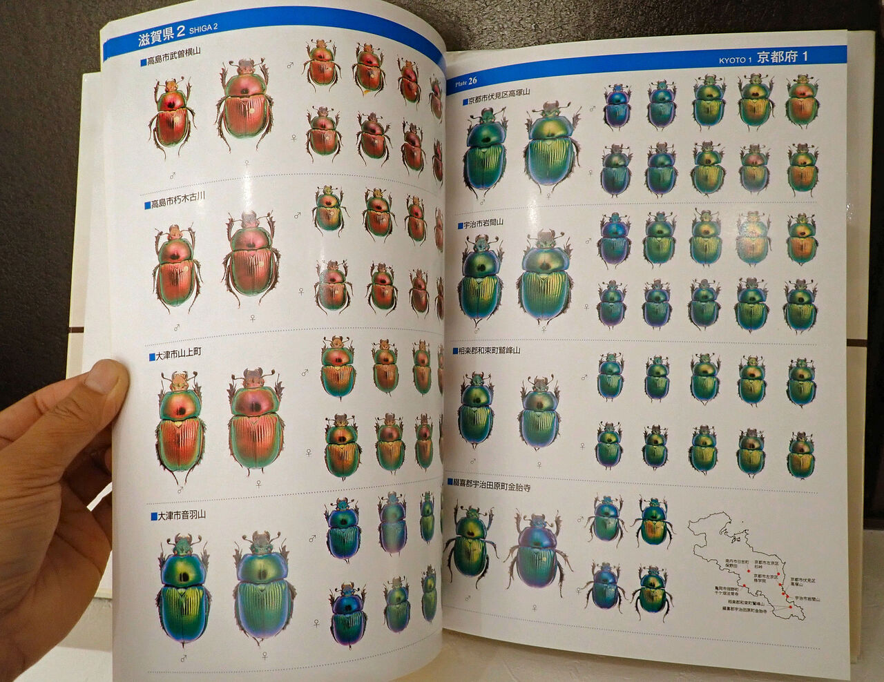 むし社の『日本のオオセンチコガネ』（ちょっと宣伝） : むしむしブログ