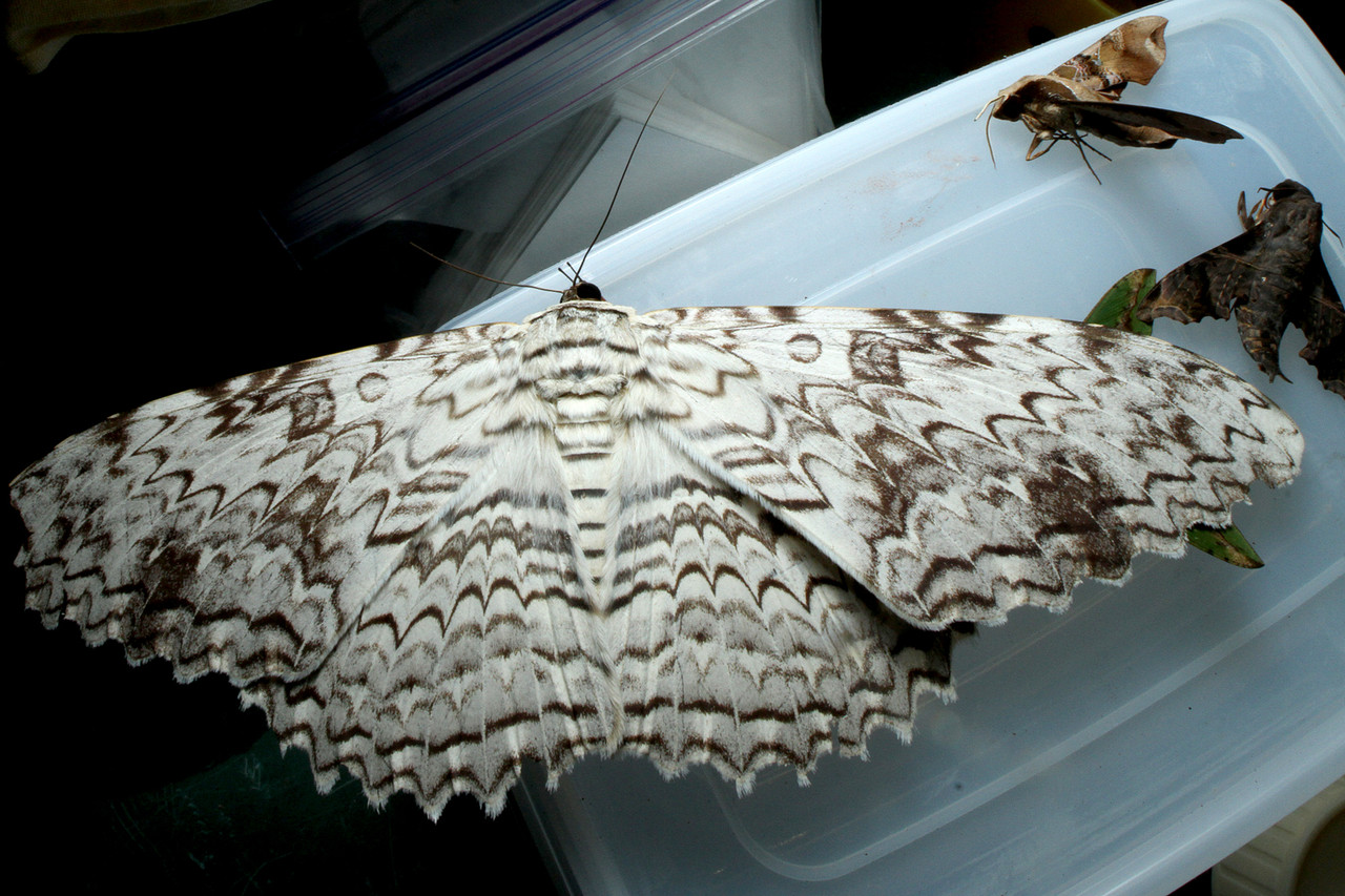 超巨大！ナンベイオオヤガ : ありんこ日記 AntRoom