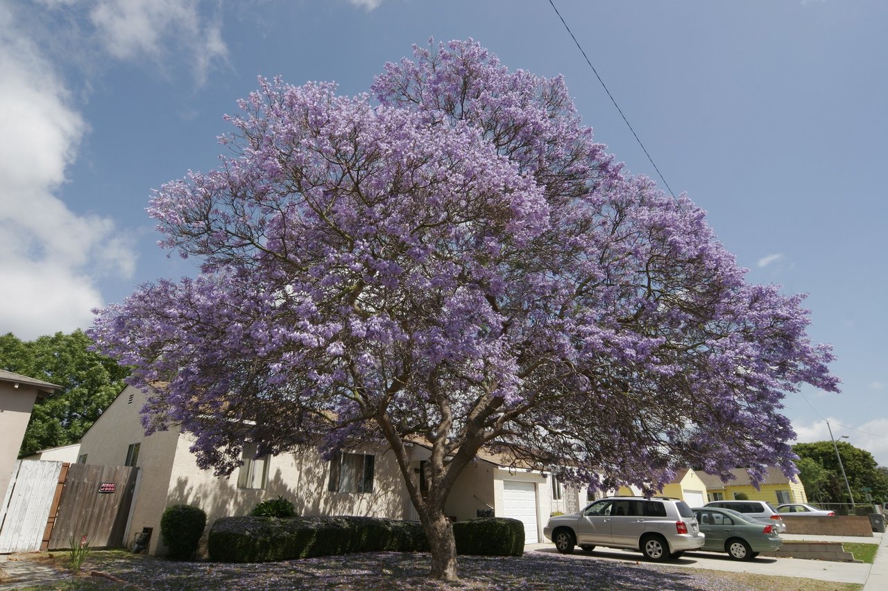 ハカランダ Jacarand 「ブラジリアン・ローズウッド」 原木は優雅な
