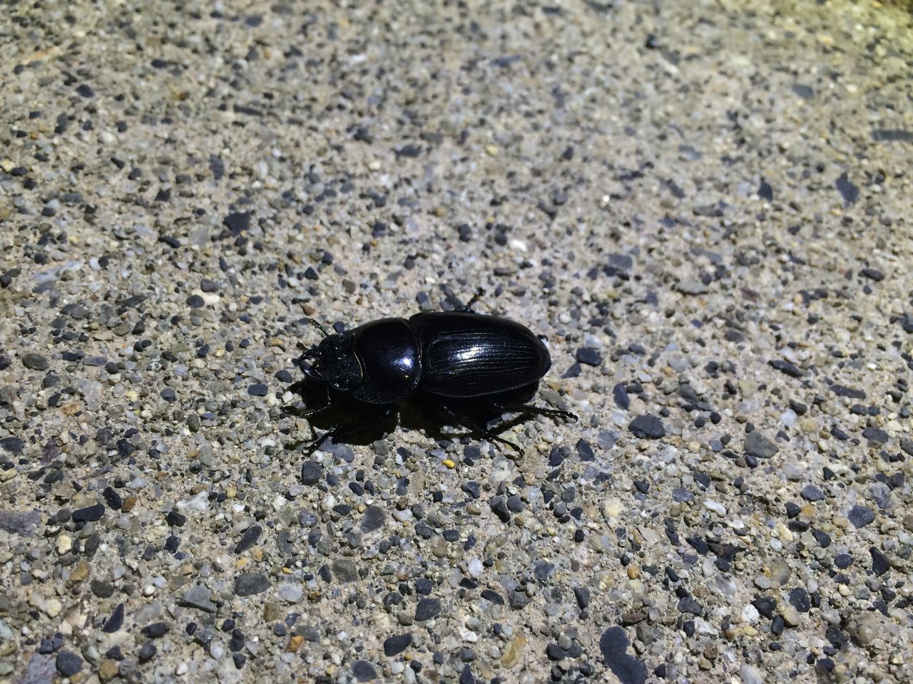 国産オオクワガタ(自己採集新潟産)飼育記 : オオカブトの部屋