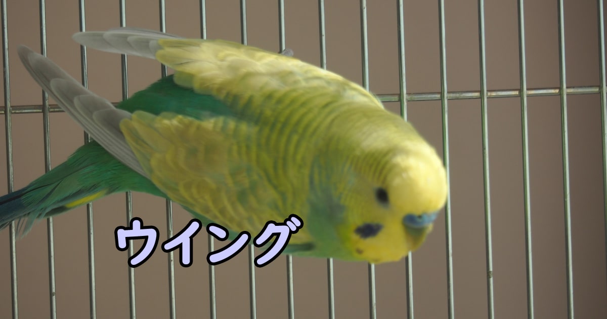 セキセイインコの種類（詳細編8）・ウイング | 羊毛フェルトのインコ