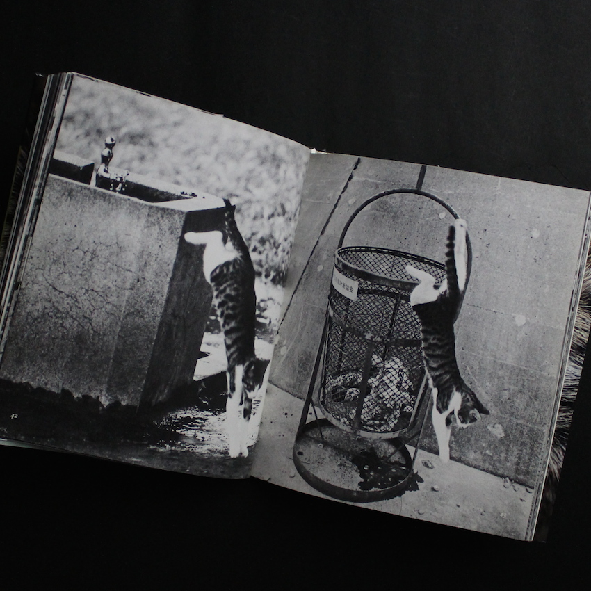 サスケ！！ いとしき猫よ（First Printing） - 深瀬 昌久 / Masahisa