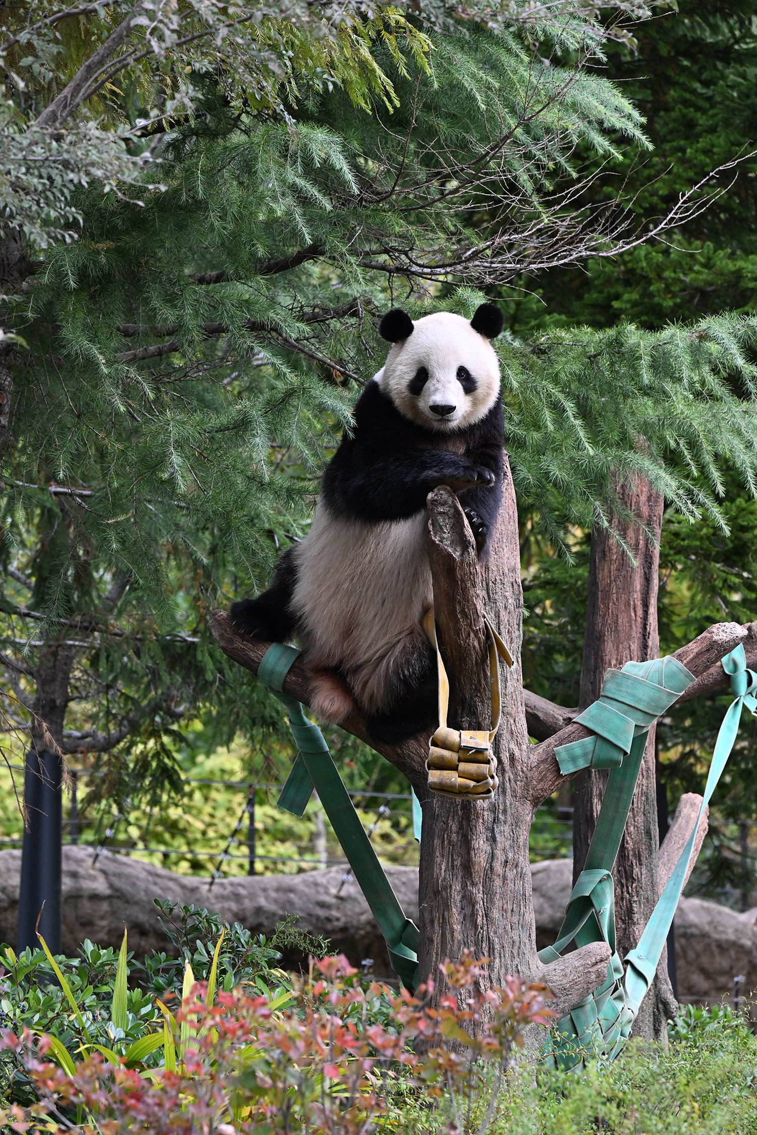 今日のパンダ（4002日目）