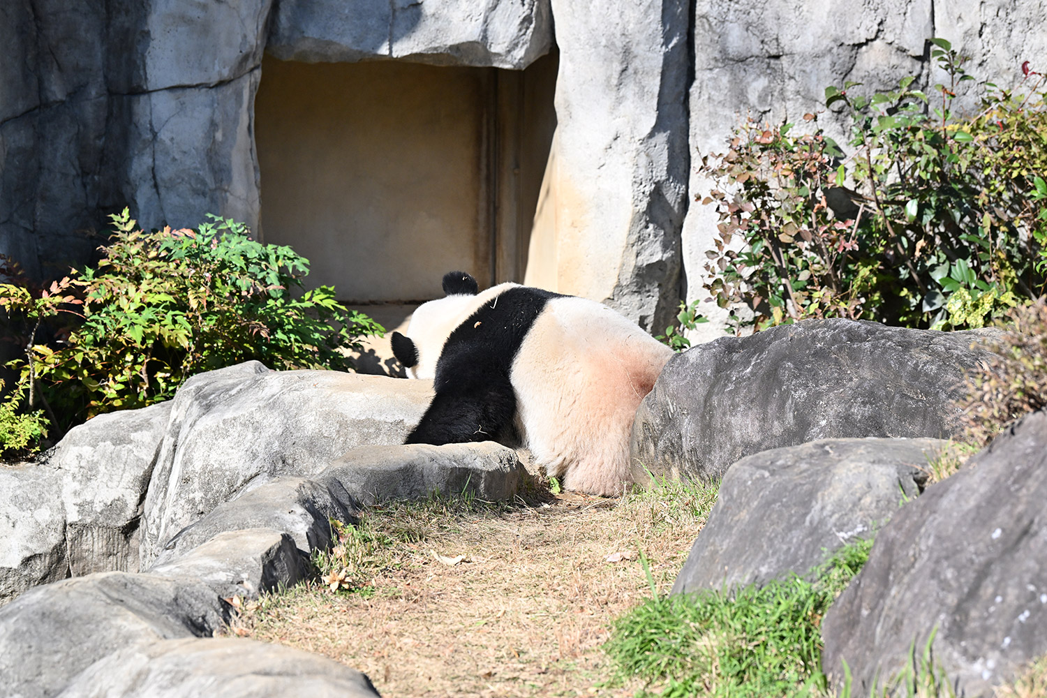 今日のパンダ（4018日目）