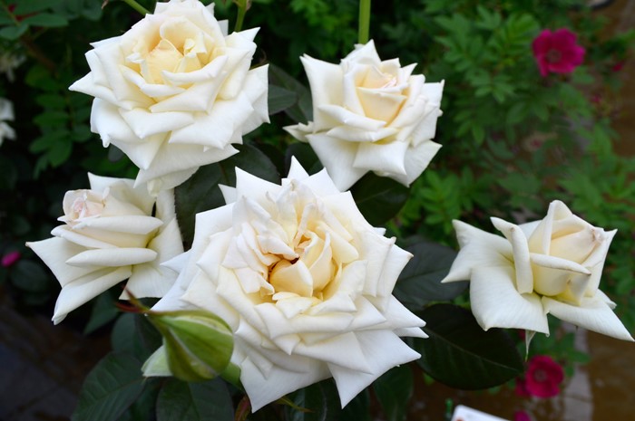 冬季大苗】バラ苗 クレムドゥメイアン 国産苗 6号鉢植え品［農林水産省