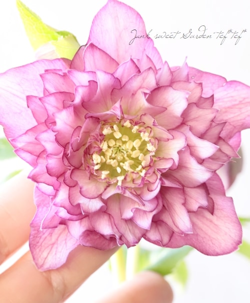 下原園芸・クリスマスローズ 『超多弁ダブル』 2026【No.23】 | 花苗