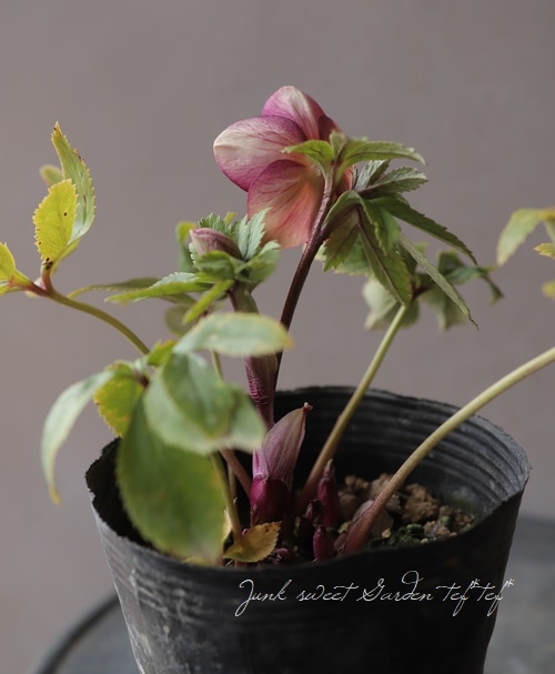 クリスマスローズ 小輪オーレア系 『リバーシブルレッド s』 No.O