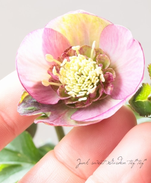 大和園】 クリスマスローズ 『アンティークピンクセミダブル』 2026【P