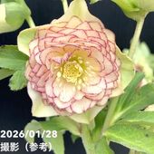 お買い得一点物咲き進み株】加藤農園 多弁クリスマスローズ ホワイト