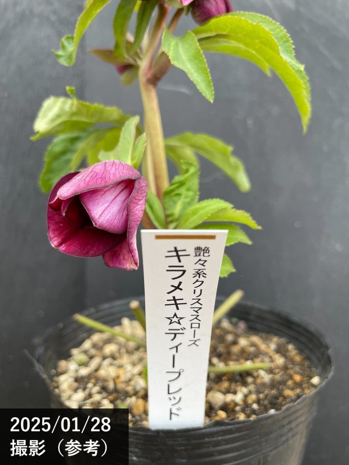 7669 dd灰ブラック クリスマスローズ開花 加藤農園一点物】加藤農園