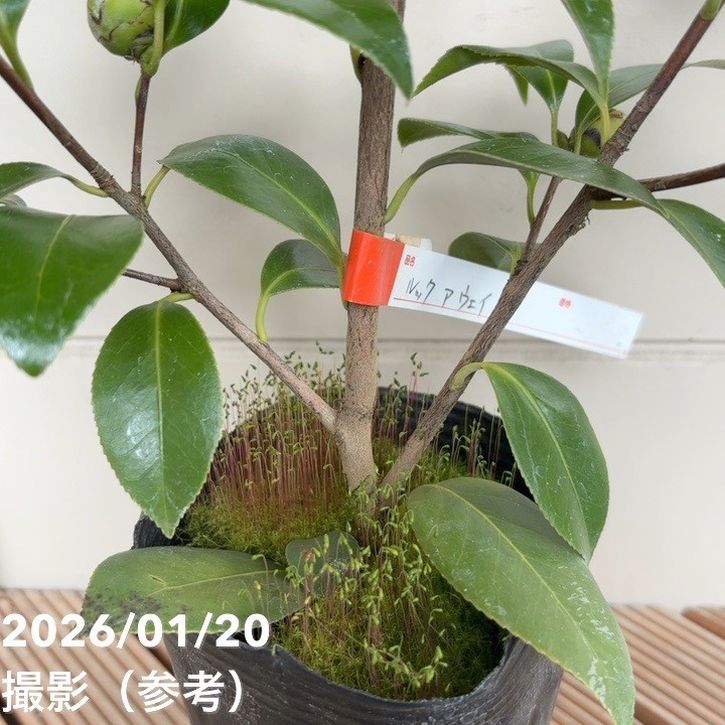 椿 ツバキ 4号 ルックアウェイ［こだわりの前田ナーセリー苗］｜花木04