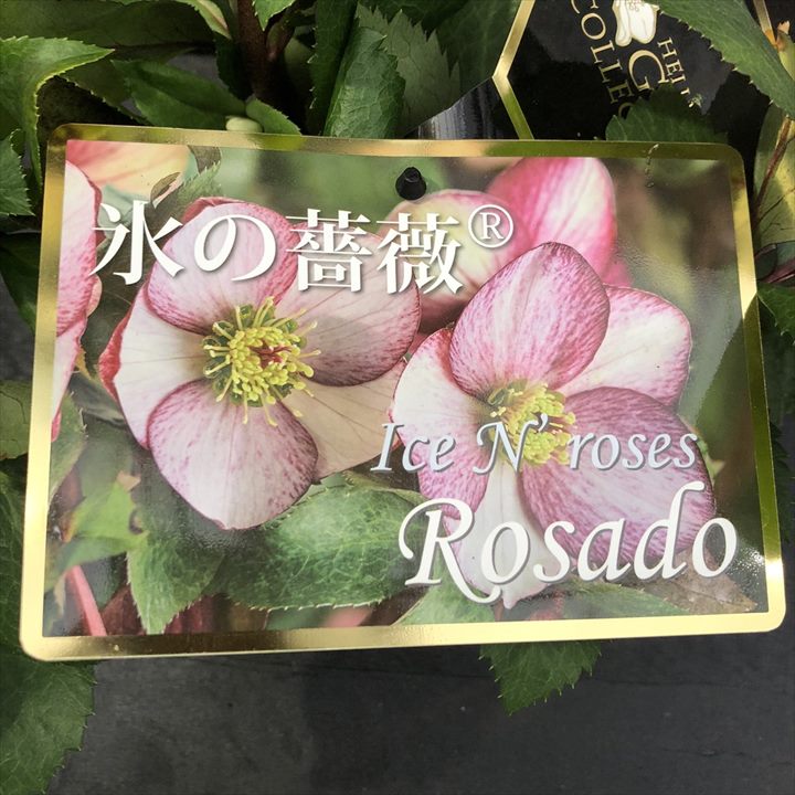 クリスマスローズ 氷の薔薇 4.5号 ロサド｜山野04-PA | 草花