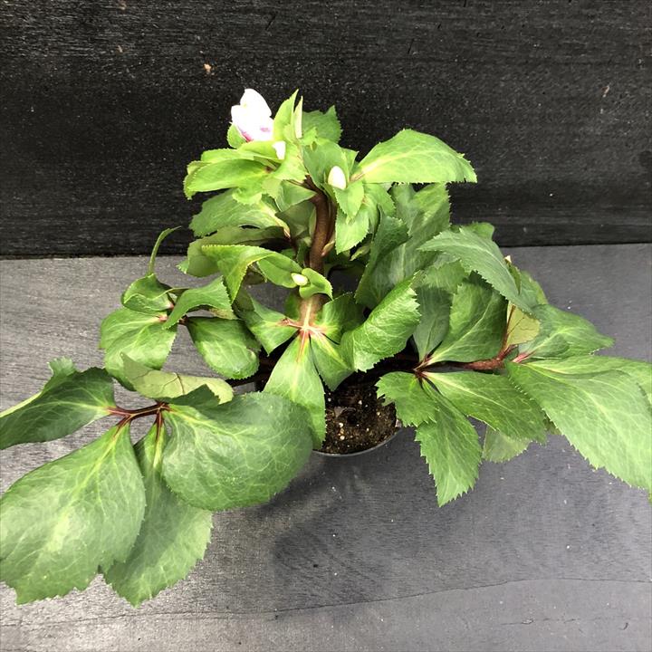 クリスマスローズ 氷の薔薇 4.5号 ロサド｜山野04-PA | 草花