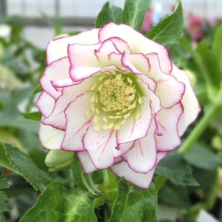 クリスマスローズまもなく出荷開始です！｜販売終了間近！珍しい多肉