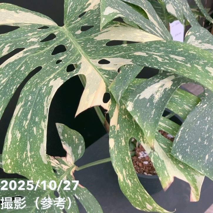 お買い得！現品お届け】モンステラ タイコンステレーション Monstera