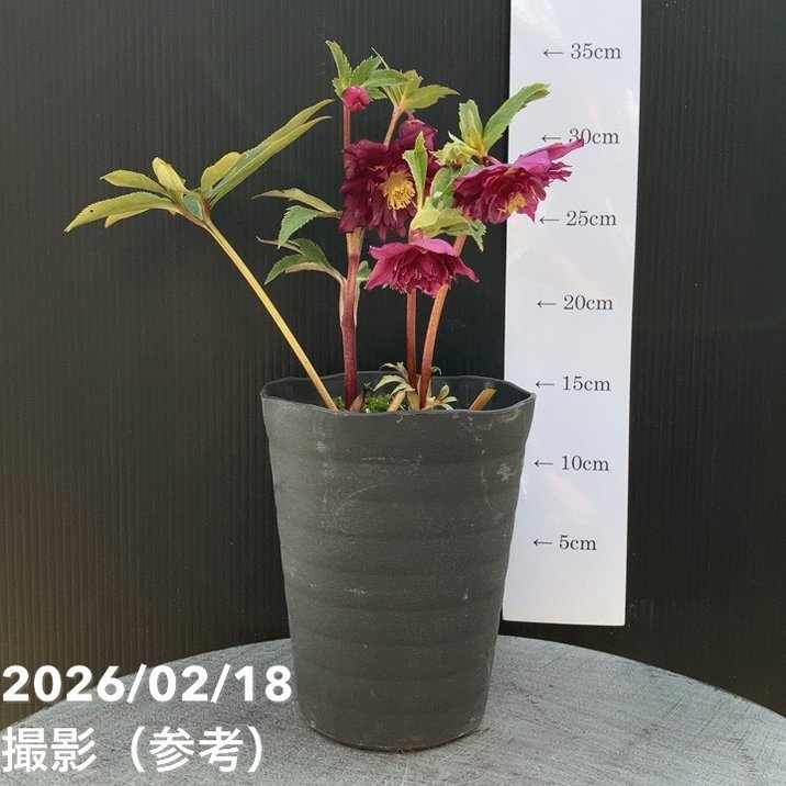 一点物】広瀬園芸 クリスマスローズ 4.5号（HR36）｜山野04-PA | 草花