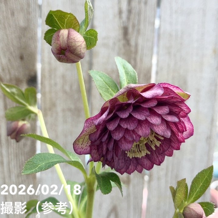 一点物】広瀬園芸 クリスマスローズ 4号（HR38）｜山野04-PA | 草花