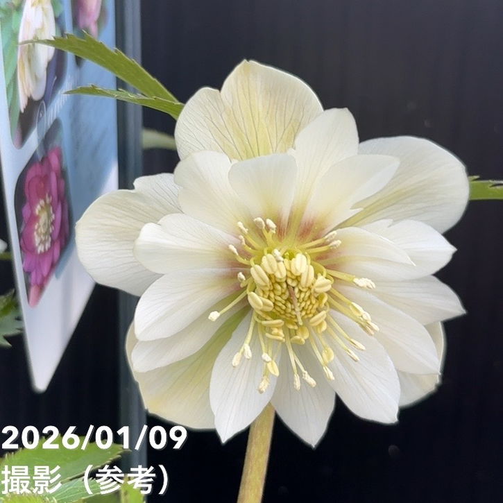 一点物】堀切園 クリスマスローズ ウィンターシンフォニー 静（シズカ