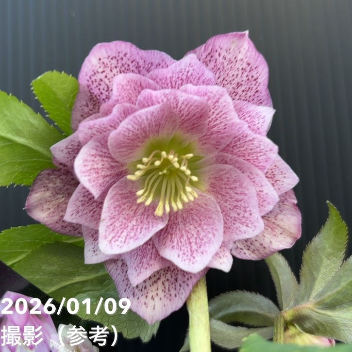 お買い得一点物咲き進み株】堀切園 クリスマスローズ ウィンター