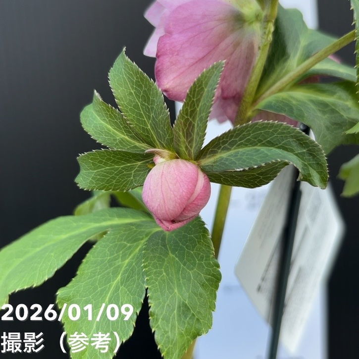 お買い得一点物咲き進み株】堀切園 クリスマスローズ ウィンター