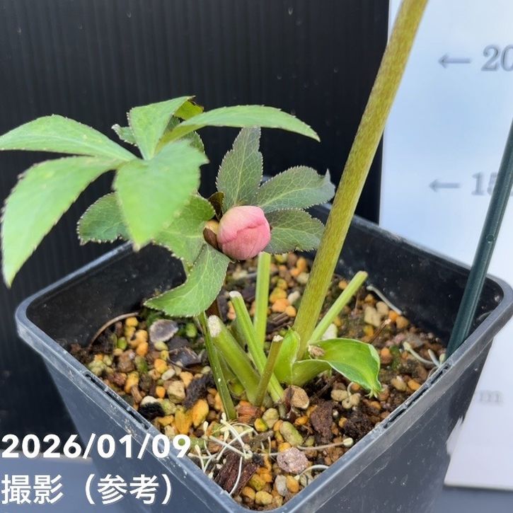 お買い得一点物咲き進み株】堀切園 クリスマスローズ ウィンター