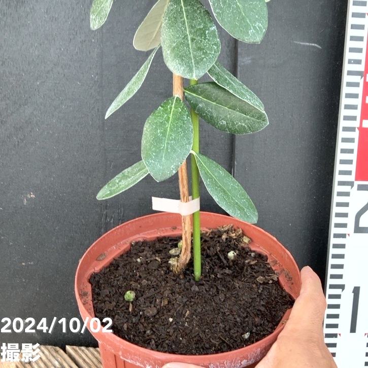 フェイジョア マンモス 6号スリット鉢（接木）｜s200｜果樹04-PA