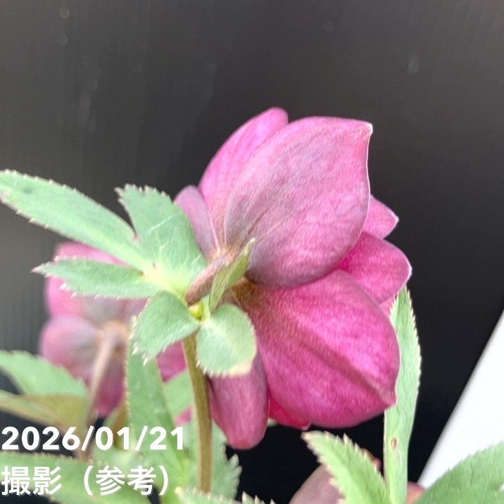 一点物】加藤農園 クリスマスローズ フレグランスクリスマスローズ 4.5