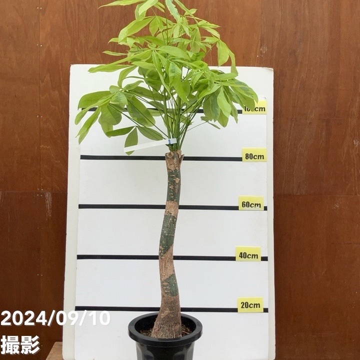 現品お届け】パキラ ムーンライト 8号（2）｜SG（代引き不可）｜観葉10