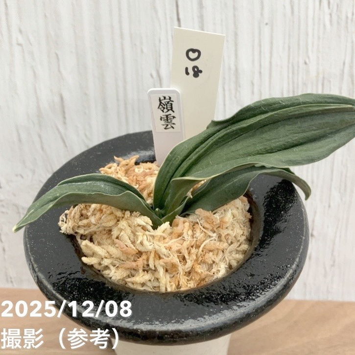 現品お届け】豊明園 万年青 オモト 嶺雲 陶器鉢（O18）｜観葉10-TU