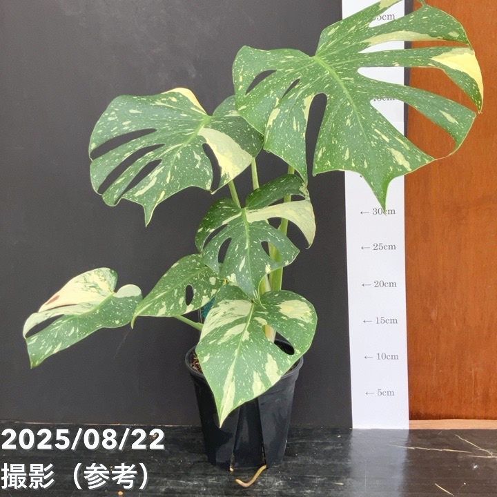 現品お届け】モンステラ タイコンステレーション Monstera deliciosa