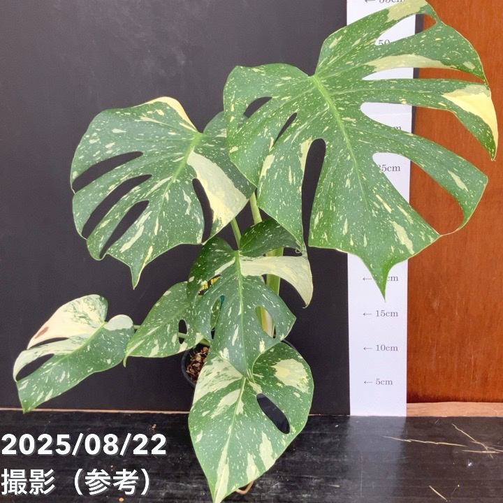 現品お届け】モンステラ タイコンステレーション Monstera deliciosa