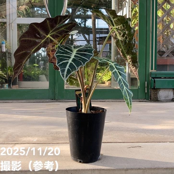 アロカシア アマゾニカ ミント バリエガータ 斑入り Alocasia x