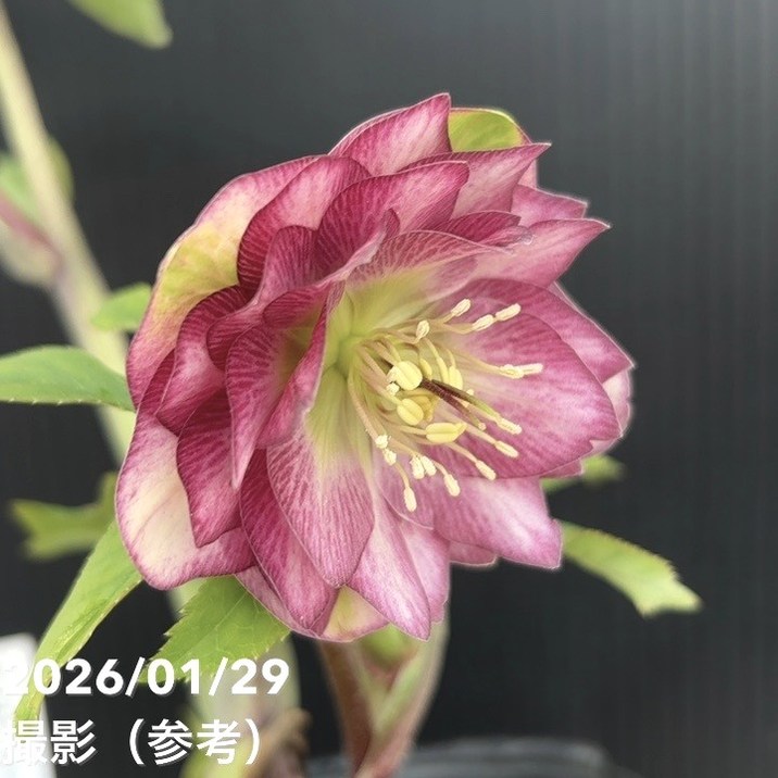 お買い得一点物咲き進み株】加藤農園 クリスマスローズ グロッシー