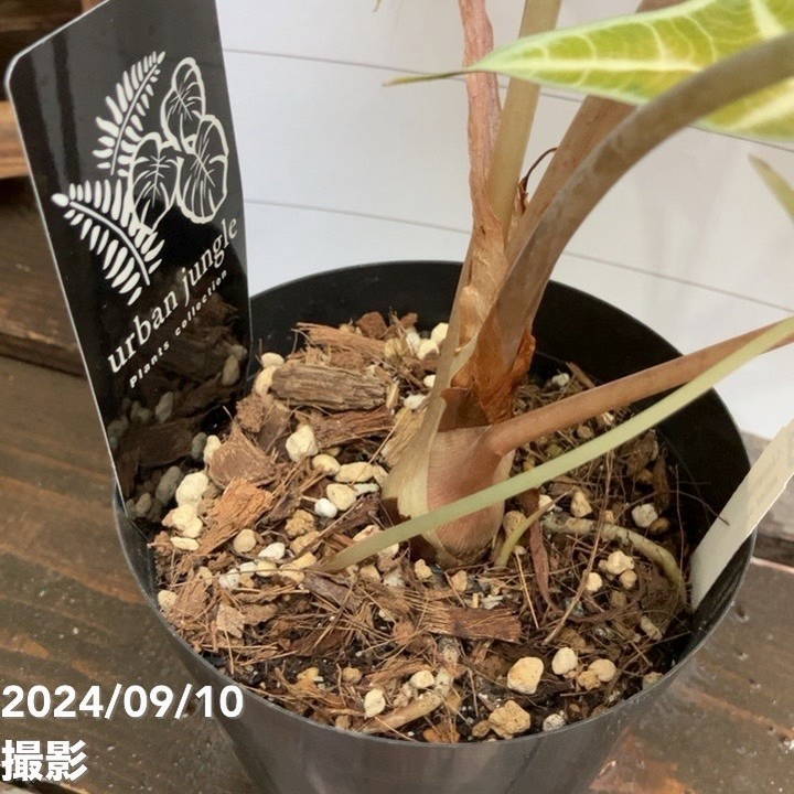 アロカシア アマゾニカ ポリーミント バリエガータ 斑入り Alocasia x