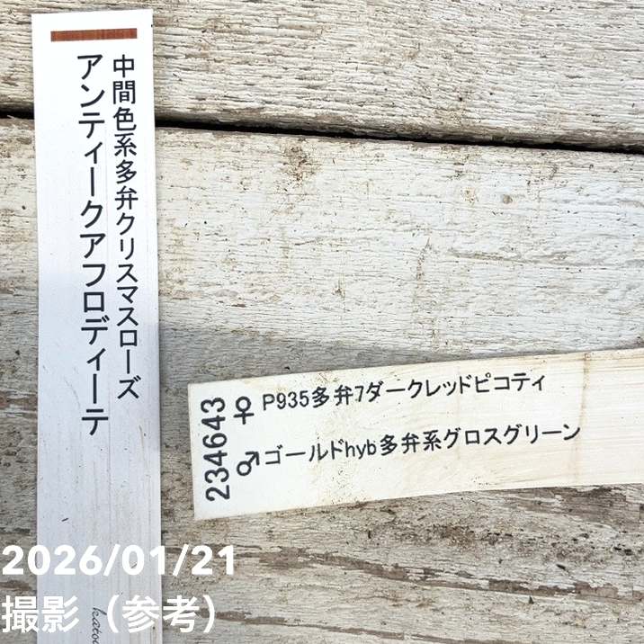 お買い得一点物咲き進み株】加藤農園 クリスマスローズ アンティーク