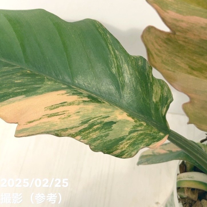 フィロデンドロン キャラメルマーブル 4号｜観葉10-TU | 観葉・多肉