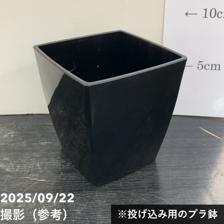 サンスベリア 3号角鉢 シューター Shooter 6-7cmポット投げ込み仕様