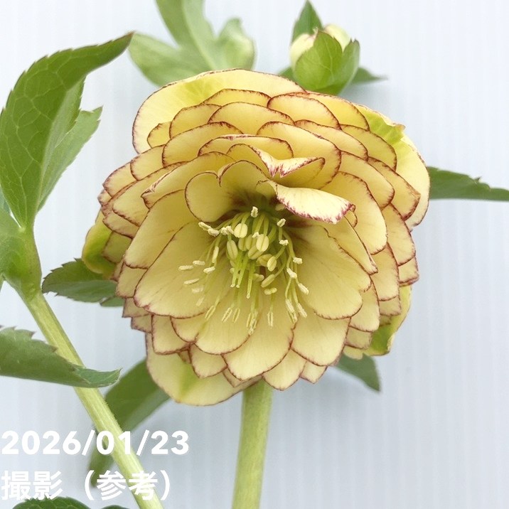 一点物】加藤農園 クリスマスローズ リトルアフロディーテ 4.5号（KT34