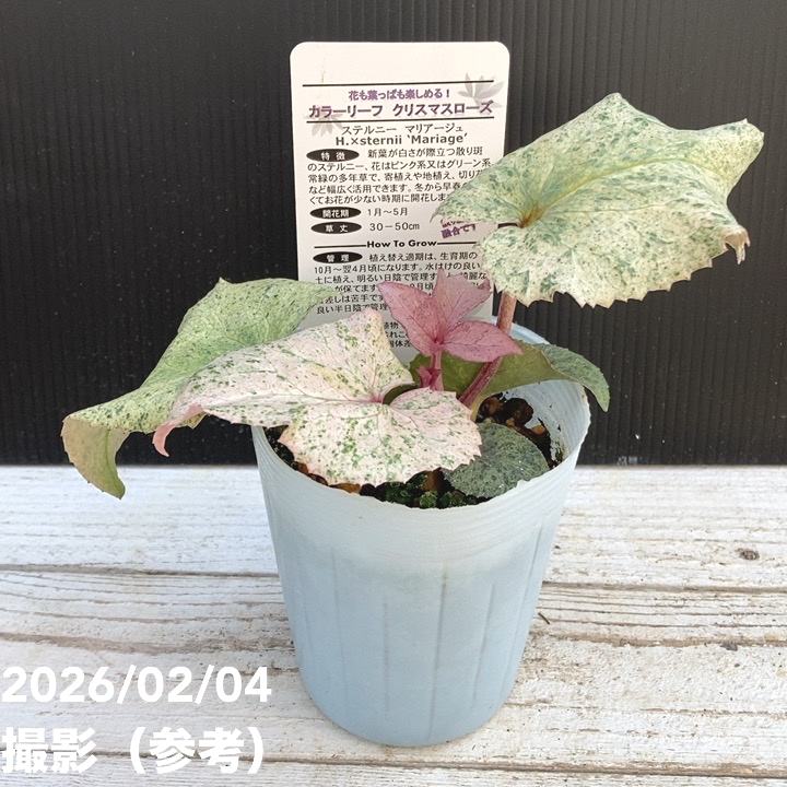 カラーリーフクリスマスローズ 3.5号 マリアージュ 松村ナーセリー