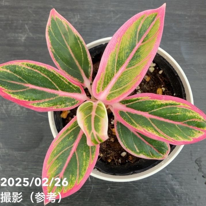 激レア！現品お届け】アグラオネマ 4号 ロータスディライト（1）｜観葉