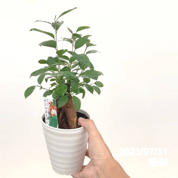 ガジュマル 4号｜観葉10-TU | 観葉・多肉 | 赤塚植物園オンライン 花の