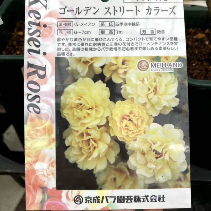NEW】バラ大苗 ゴールデン・ストリート・カラーズ 4.5号ロングポット