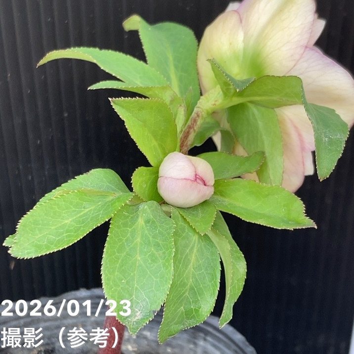 お買い得一点物咲き進み株】加藤農園 クリスマスローズ 4.5号（KT46