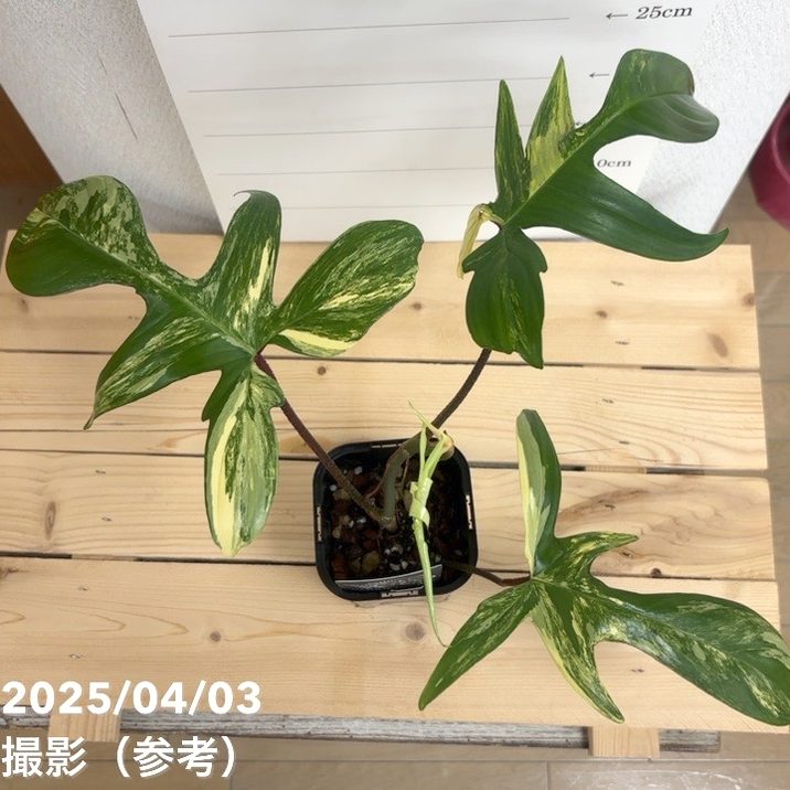 現品お届け】フィロデンドロン フロリダビューティー 3.5号ロング