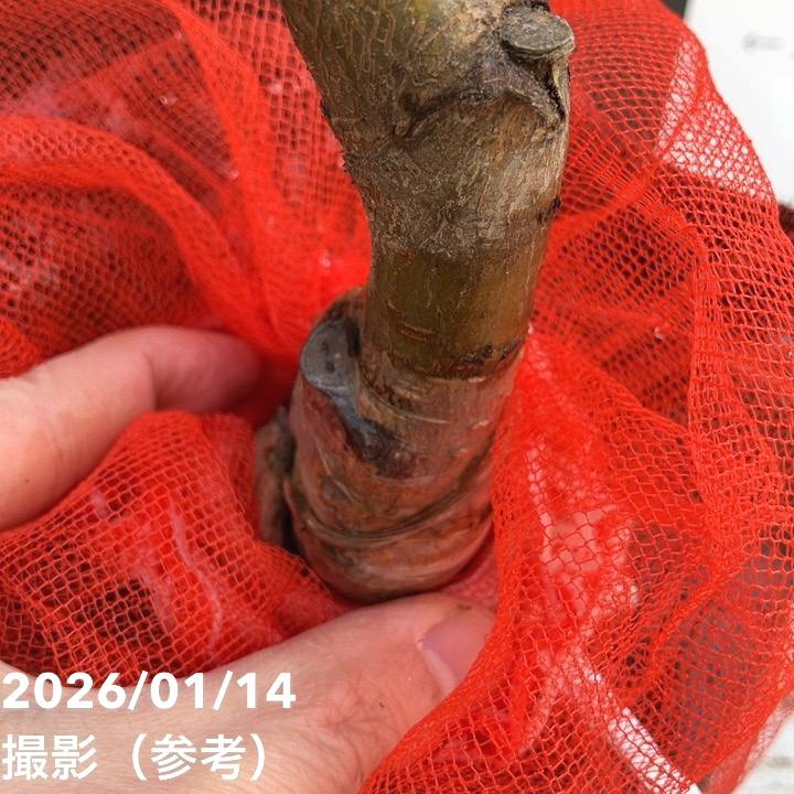 桃 八重咲き蟠桃（ばんとう）5号ポット｜果樹04-PA | 果樹,モモ | 赤塚