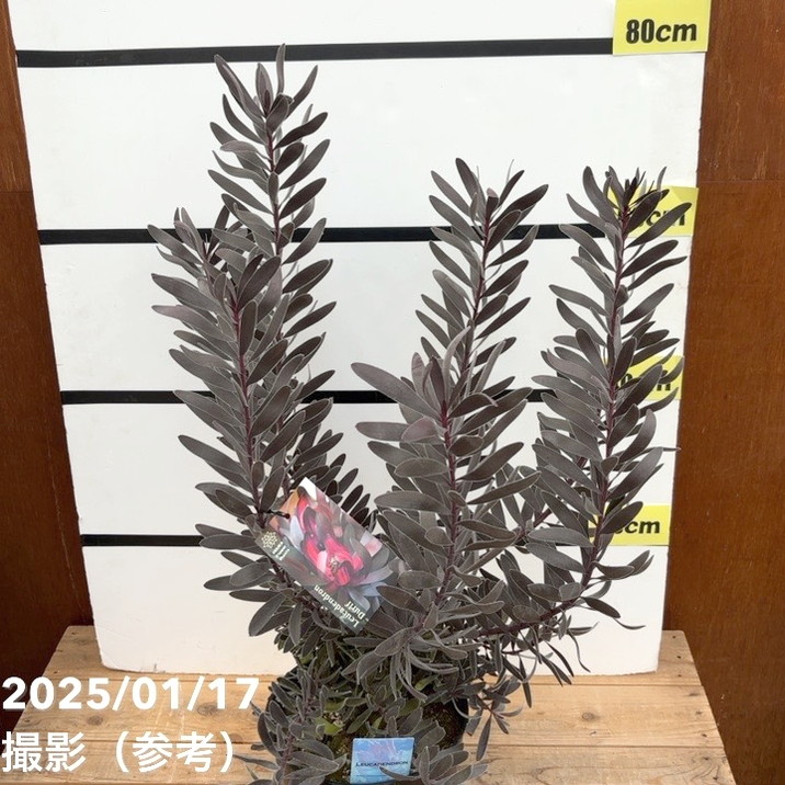 現品お届け】リューカデンドロン デュリフ 7号｜花木10-TU | 花木
