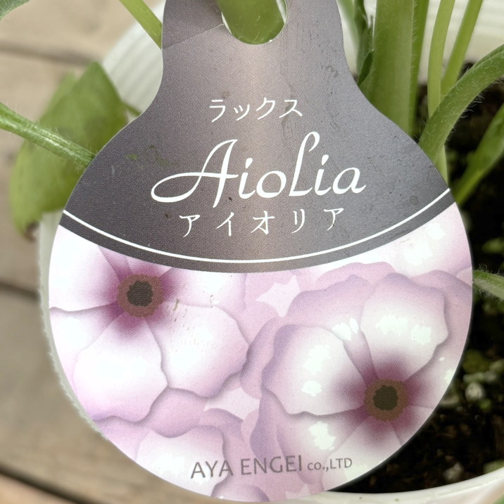 ラナンキュラス ラックスシリーズ 4号 アイオリア｜草花10-TU | 草花