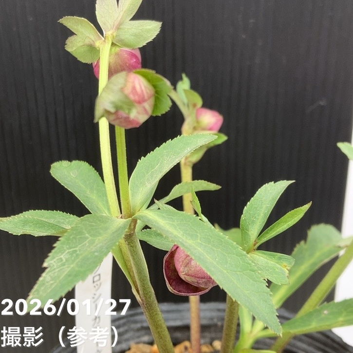 お買い得一点物咲き進み株】加藤農園 クリスマスローズ グロッシー