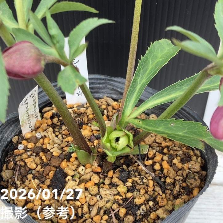 お買い得一点物咲き進み株】加藤農園 クリスマスローズ グロッシー